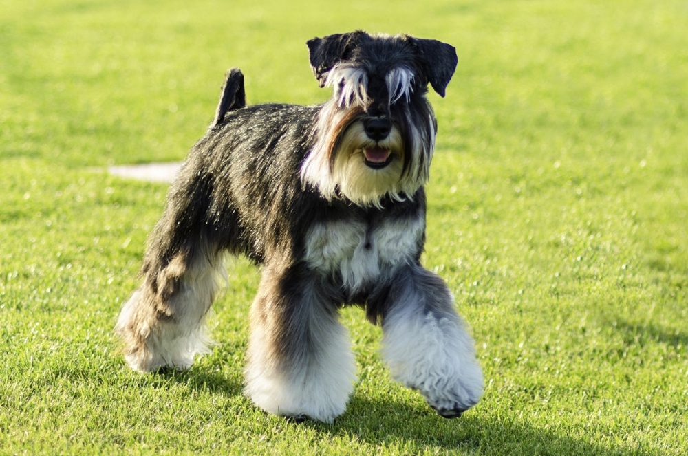 Цвергшнауцер