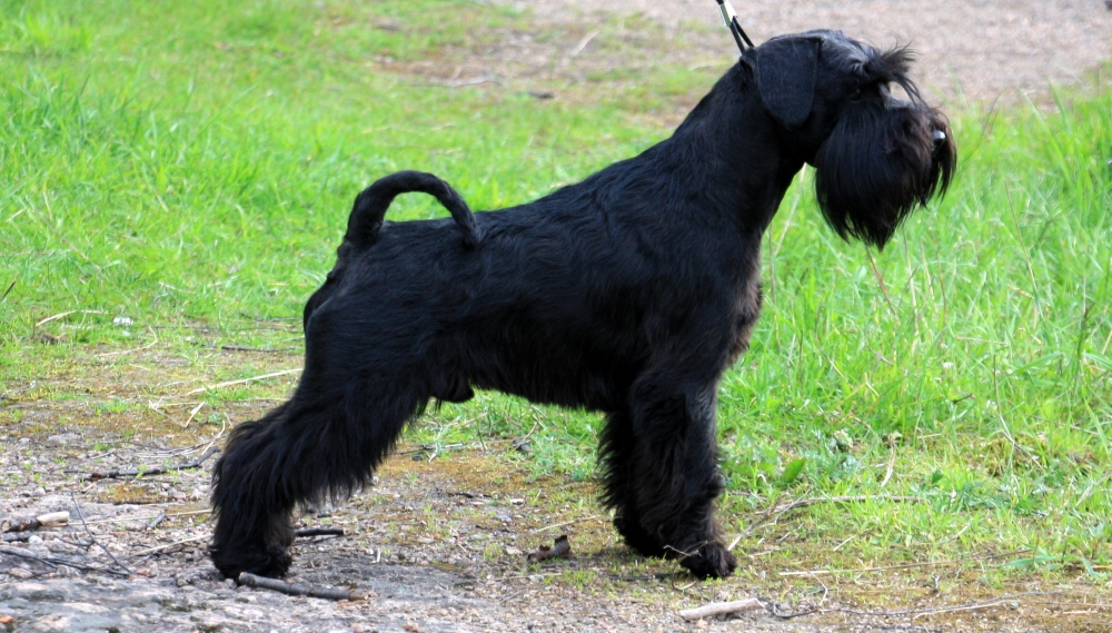 Цвергшнауцер