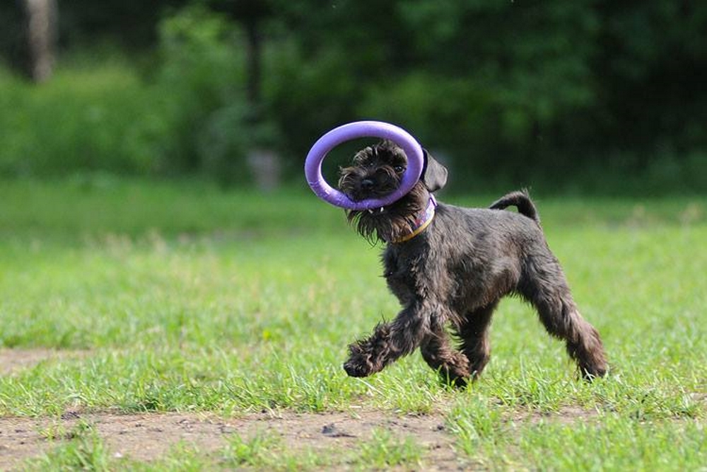 Цвергшнауцер