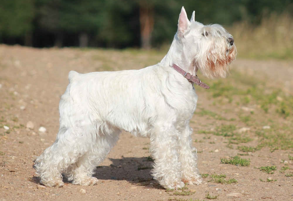 Цвергшнауцер