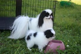 Японские хины