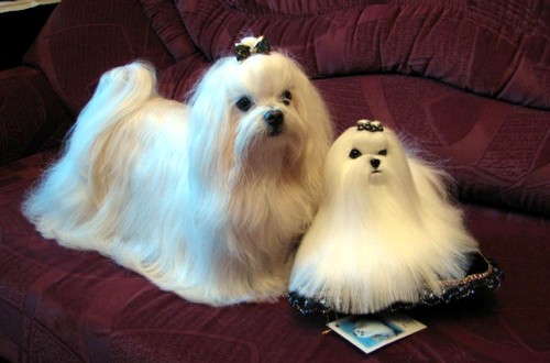 две шикарные болонки в квартирных условиях