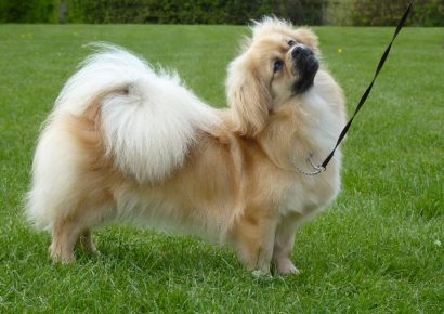 Тибетский спаниель на прогулке с поводком
