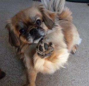 Тибетский спаниель протягивает лапу