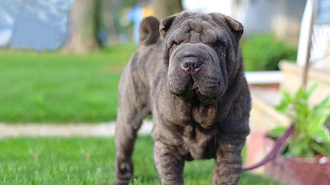 фото голубого шарпея