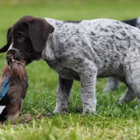 Щенок курцхаара учится охотится