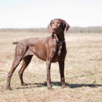 Курцхаар в поле