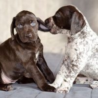 Два щенка породы курцхаар