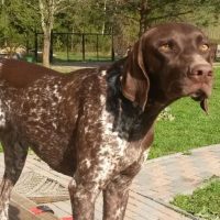 Курцхаар смотрит вдаль