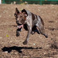 Курцхаар в прыжке