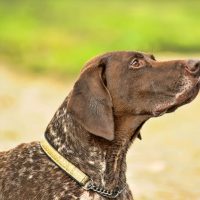 Курцхаар пристально куда-то смотрит