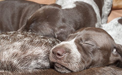 Щенки курцхаара