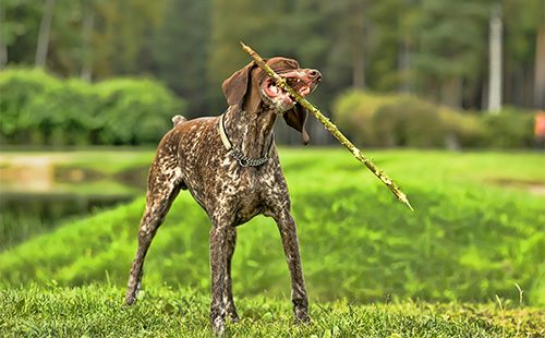 Курцхаар играет с палкой