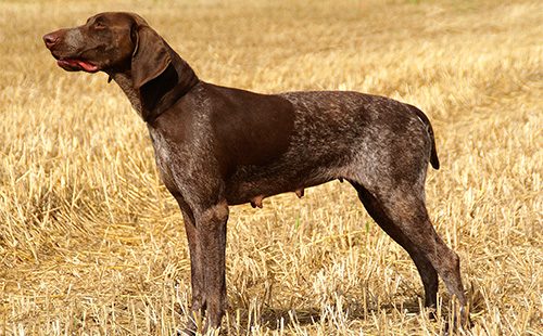 Курцхаар стоит в поле