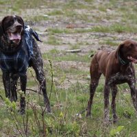 Два курцхаара на прогулке