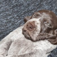 Щенок курцхаара спит