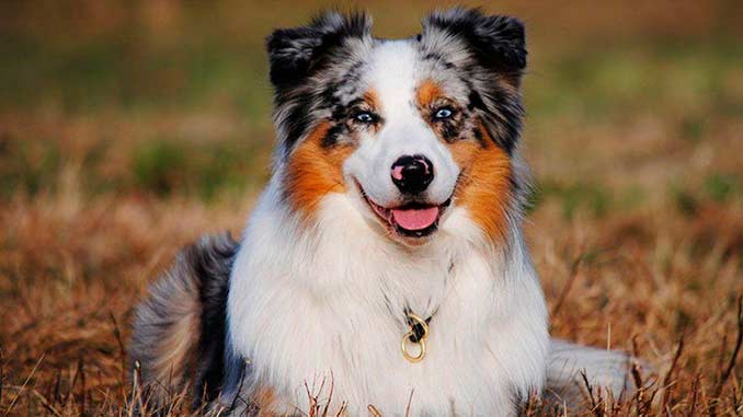 фото собаки породы австралийская овчарка