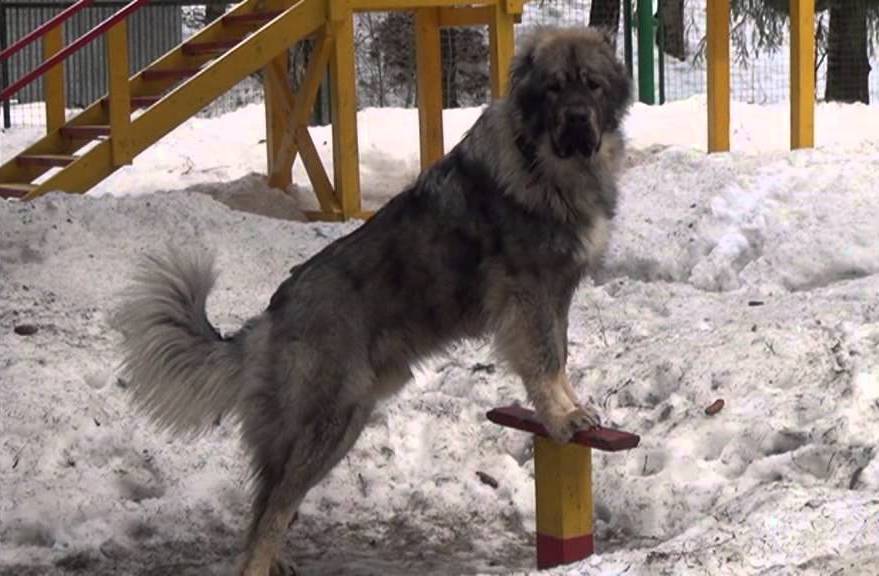 кавказская овчарка в спортивном городке кавказская овчарка на тренировке