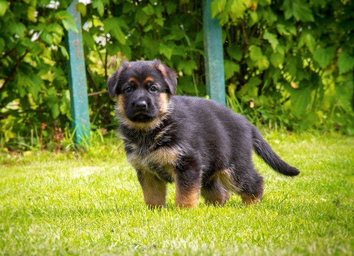 Факторы влияющие на срок жизни Продолжительность жизни родителей собаки