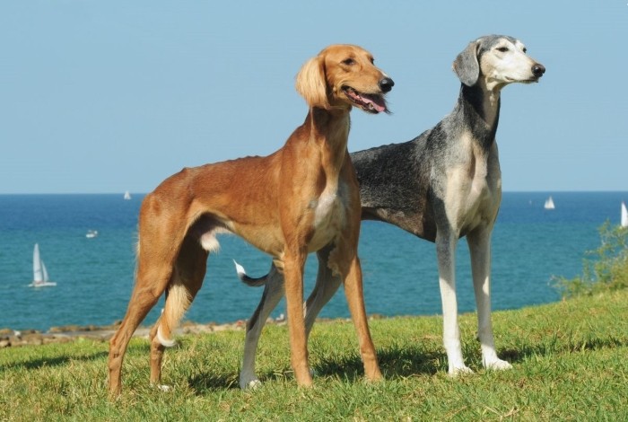 Беременность слюги Продолжительность вынашивания