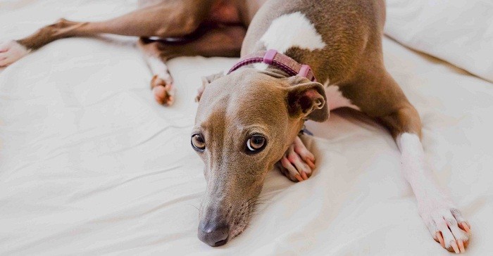 Причины заболеваний левретки Болезни собаки