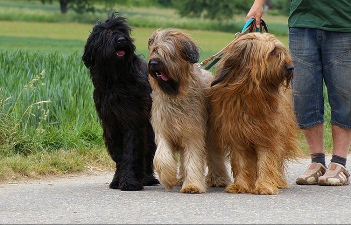 Характеристики породы Бриарийская овчарка