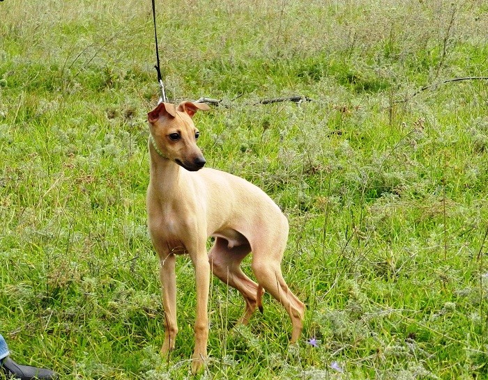 Правильная дрессировка левретки Дрессировка