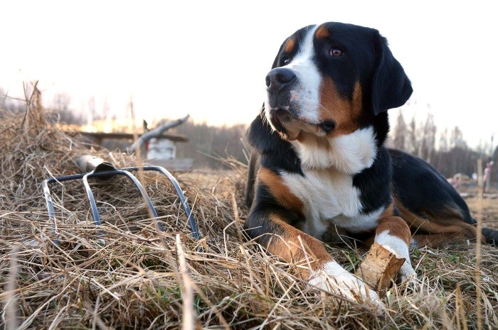 Способна обучиться любому трюку Своевольный характер