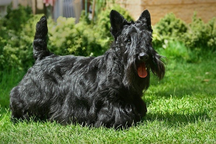 Поведение собаки Обладание характером