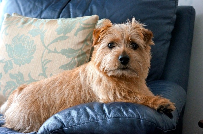 Собаки активные Охотничье прошлое