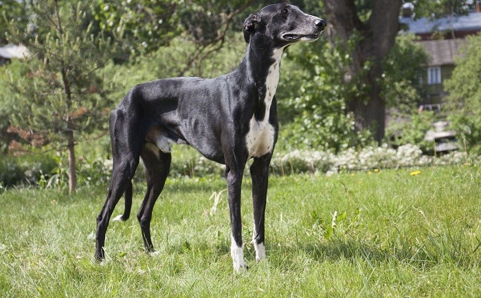 Хортая борзая описание Хортая борзая