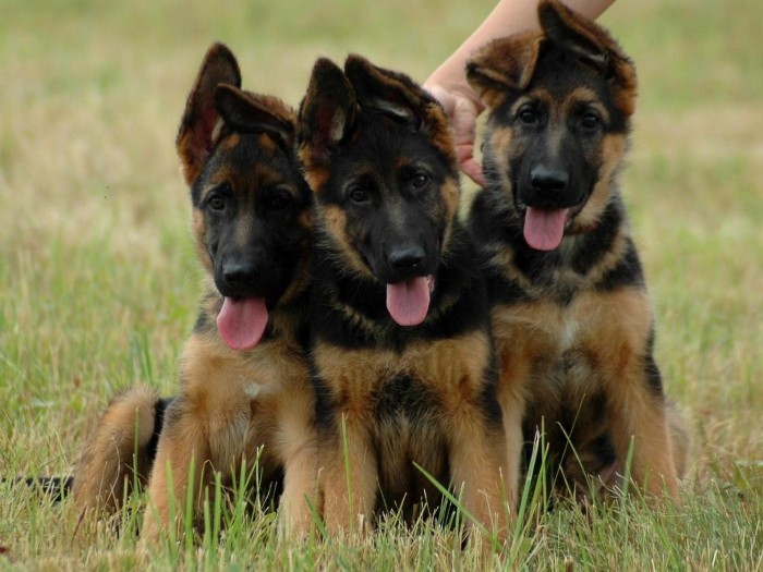 Как правильно выбрать Подготовить место для питомца