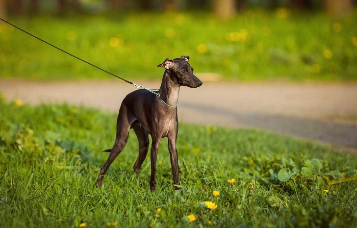 Уход за собакой Левретка уход