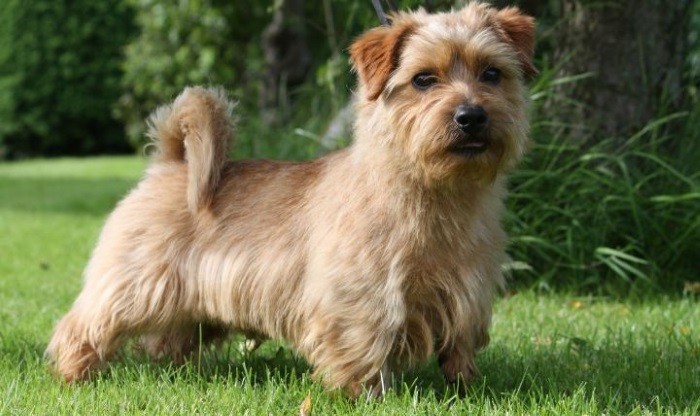 Описание породы Стандарт