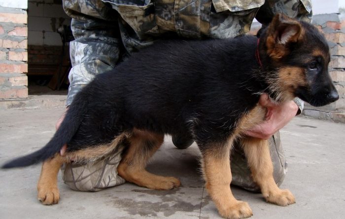 По внешнему виду Выбор щенка