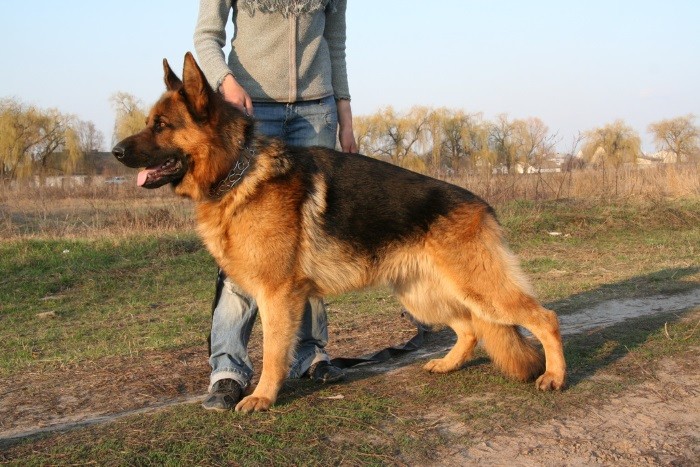 Особенности скрещивания Вязка немецкой овчарки