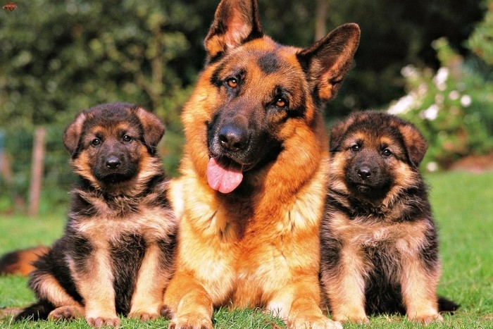 Плюсы и минусы кобелей и сук Получать потомство для продажи