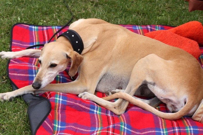 Уход за слюги Содержать животное за городом