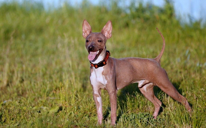 Содержание питомца Уход за собакой