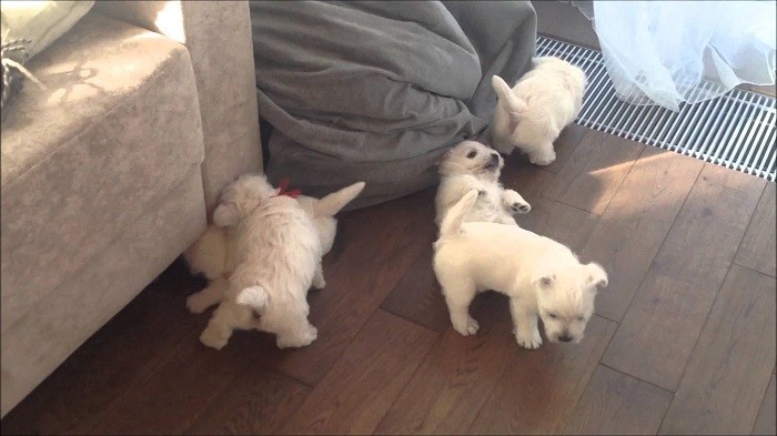 Рекомендации по выбору Верный выбор щенка