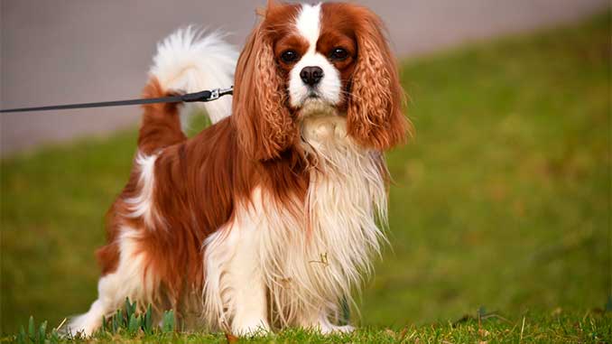фото собаки породы Кавалер-кинг-чарльз-спаниель