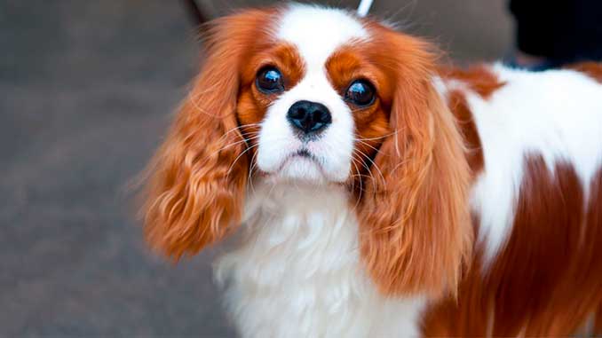 Кавалер-кинг-чарльз-спаниель бленхейм фото