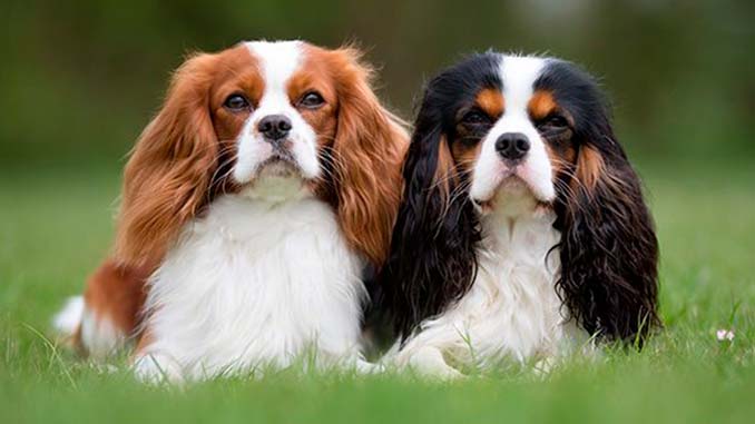 фото пары собак породы Кавалер-кинг-чарльз-спаниель