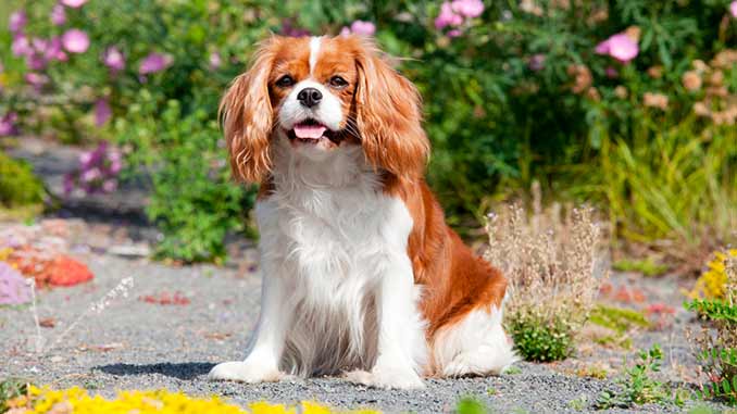 порода собак Кавалер-кинг-чарльз-спаниель фото