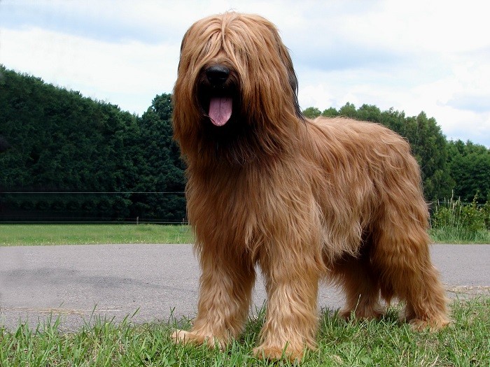 Монотонные тренировки Правильная дрессировка