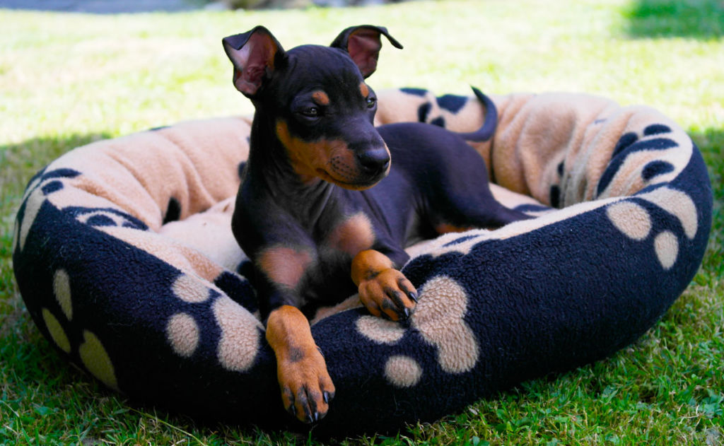 Дрессировка английских тоев редко вызывает трудности, эти собаки достаточно умные и сообразительные
