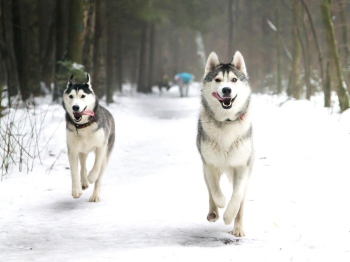 Особенности собак Разница между породами