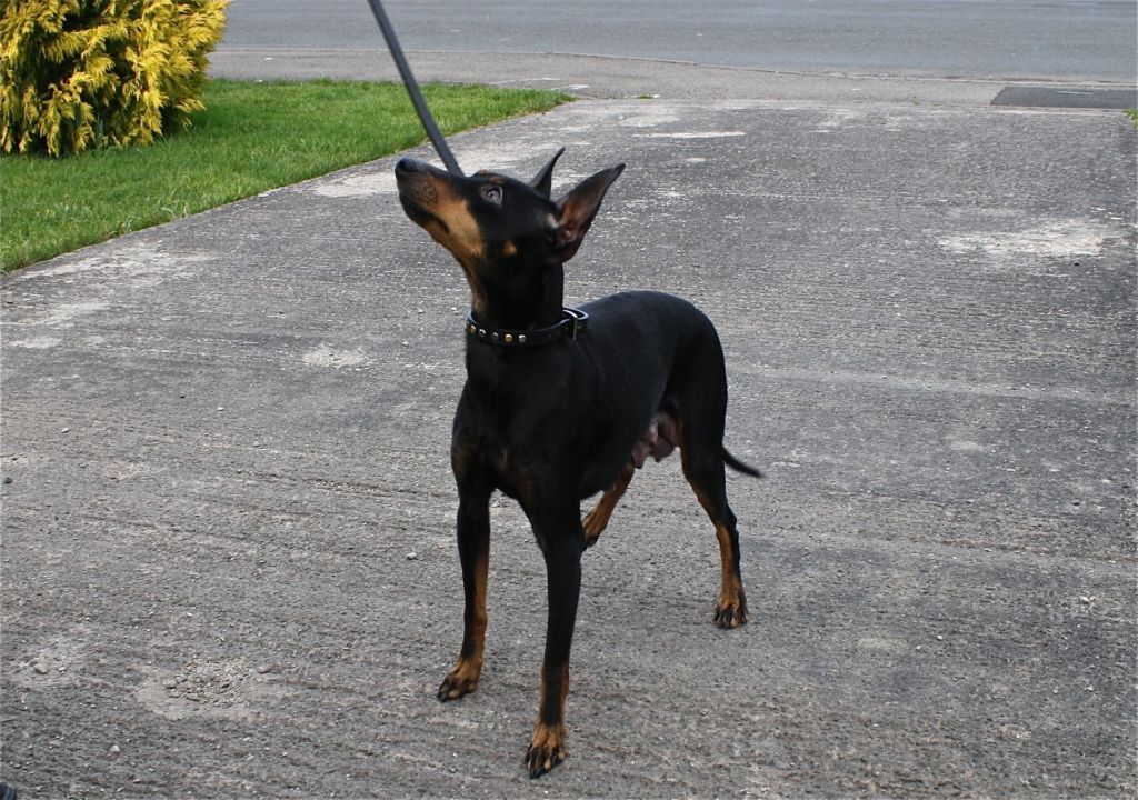 Английский той-терьер идеально подходит для жизни в квартире