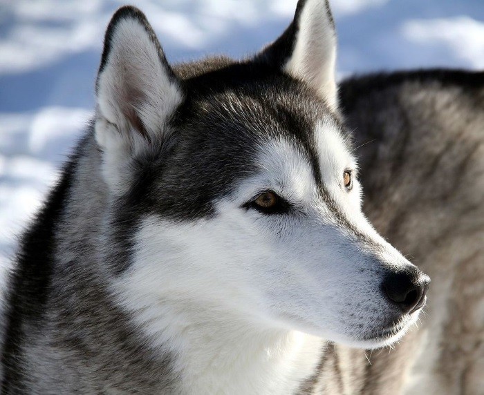 Характер породы лайка Лайка для охоты