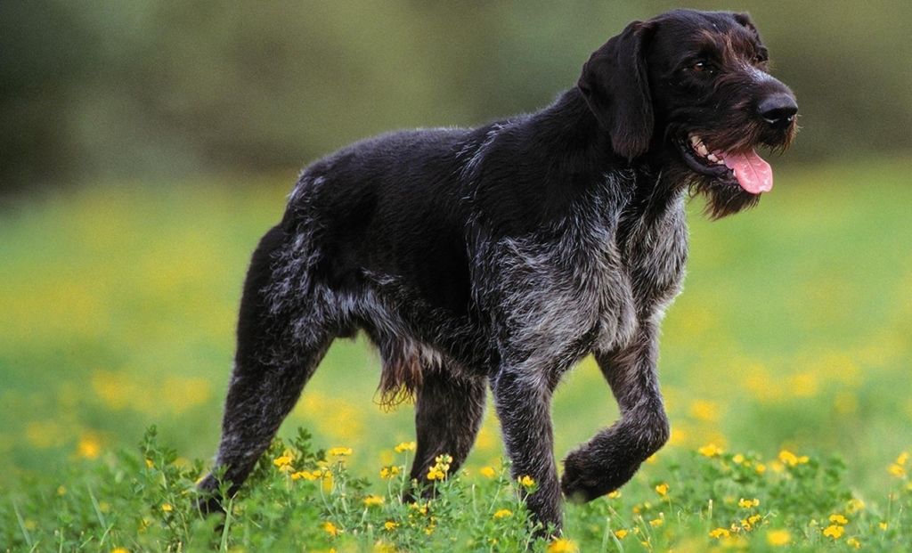 12 лучших пород легавых собак